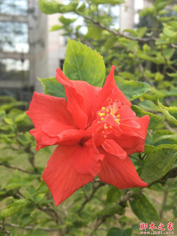 iPhone 6s对比索尼Z5 iPhone 6s对比索尼Z5