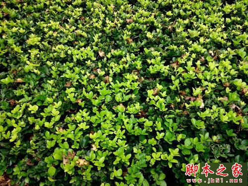 千元对决 360奇酷手机青春版VS小米4c