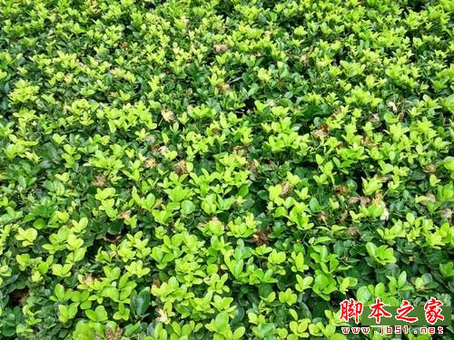 千元对决 360奇酷手机青春版VS小米4c