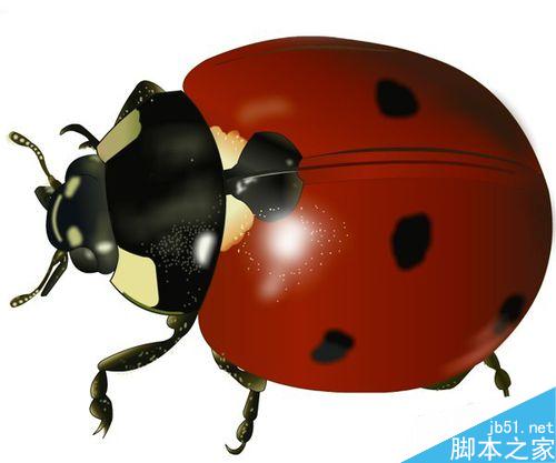 FLASH绘制一只非常可爱的立体小瓢虫_Flash实例教程_Flash教程_媒体动画_脚本之家