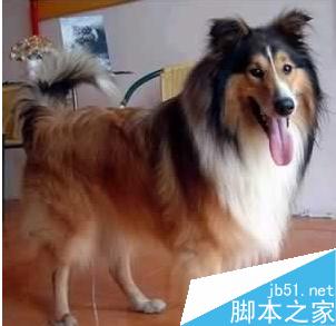 怎样用PS从图片中抠图