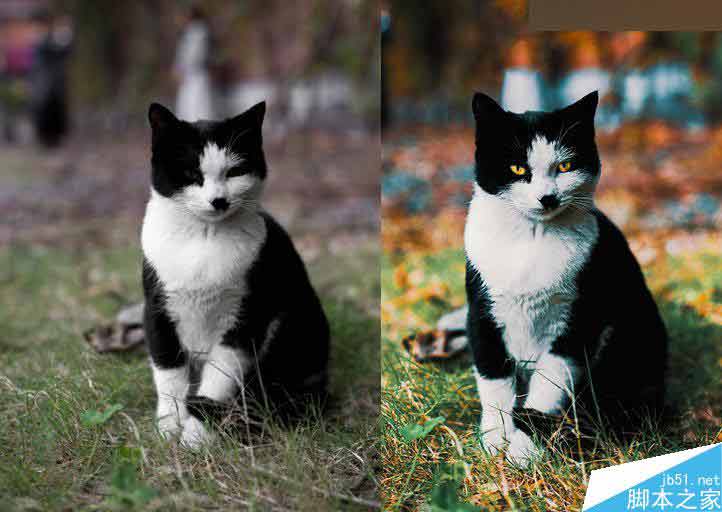 Photoshop调出色彩通透清晰的猫咪图片,PS教程,思缘教程网
