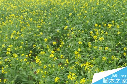 WIN7如何把自拍照设置为桌面?如何自动更新?