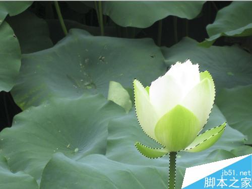 PS制作清水出芙蓉的创意图
