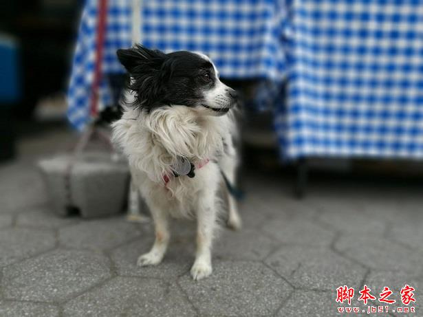 iPhone7拍照怎么样?苹果iPhone7 plus双摄像头