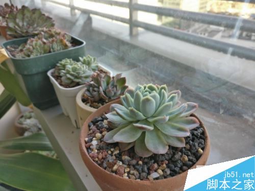 魅族Pro6Plus和一加3T拍照哪个好?一加3T和P