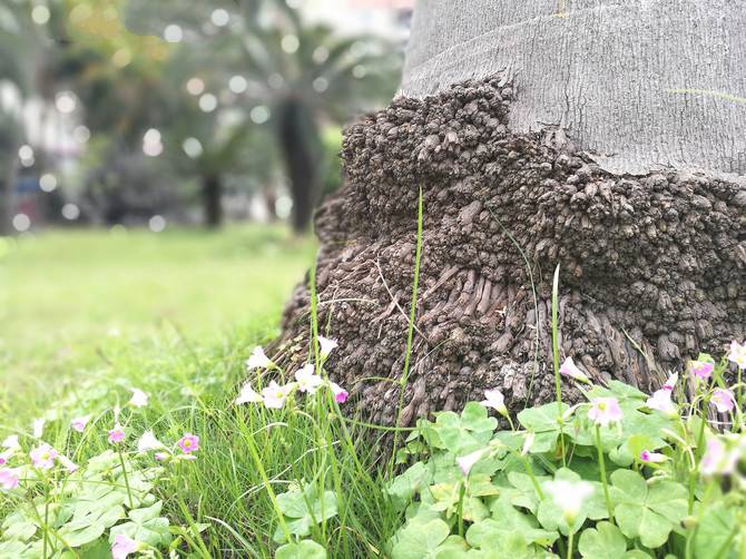 努比亚z17mini和荣耀8拍照哪个好?荣耀8和nu