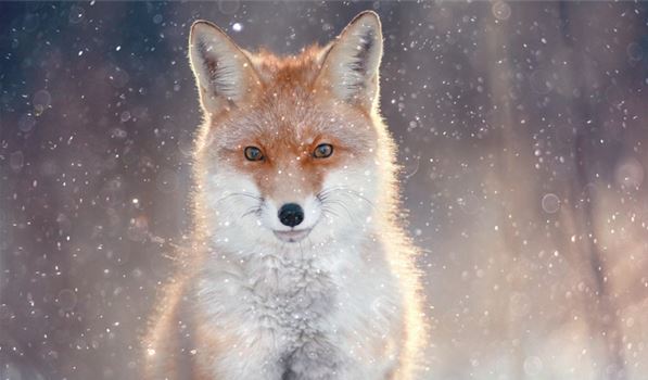 阴阳师九尾狐信物是什么?九尾狐现世式神信物任务图片汇总_手机游戏_游戏攻略_脚本之家