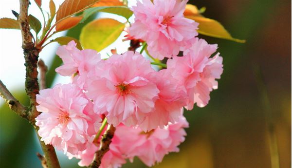 阴阳师樱花妖信物是什么?樱花妖现世式神信物任务图片汇总