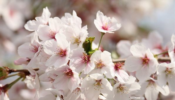 阴阳师樱花妖信物是什么?樱花妖现世式神信物任务图片汇总