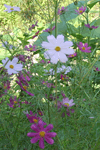 img2_gif