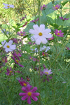 img2_png