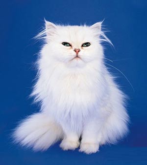 Photoshop新手教程:轻松学会蒙版应用_脚本之家jb51.net整理