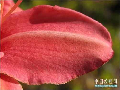 Photoshop轻松绘制树叶上的露珠_脚本之家jb51.net整理