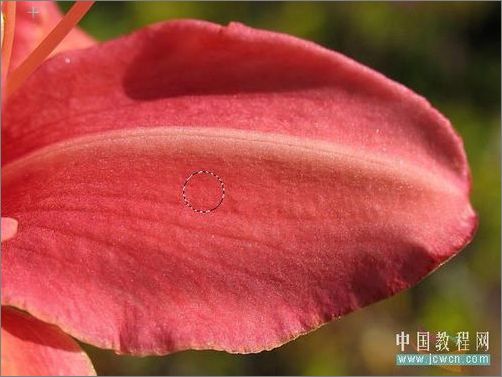 Photoshop轻松绘制树叶上的露珠_脚本之家jb51.net整理