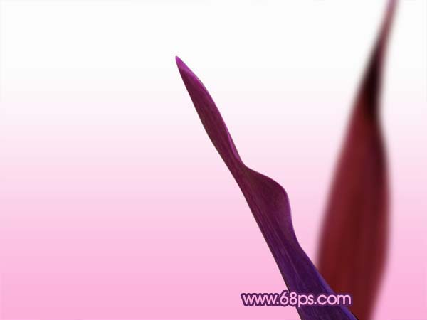 Photoshop 打造一张漂亮的郁金香壁纸
