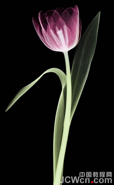 photoshop+利用背景橡皮擦工具快速抠出背景单一的花朵_脚本之家