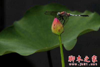 Photoshop制作唯美雨景动画