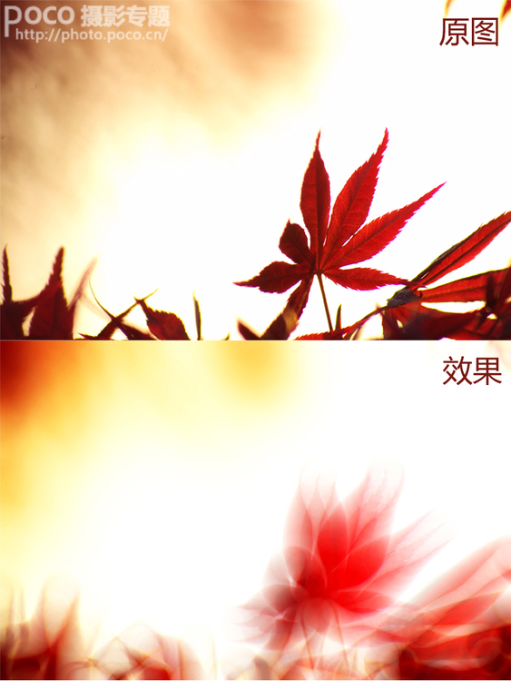 PS制作禅意唯美红色枫叶花卉