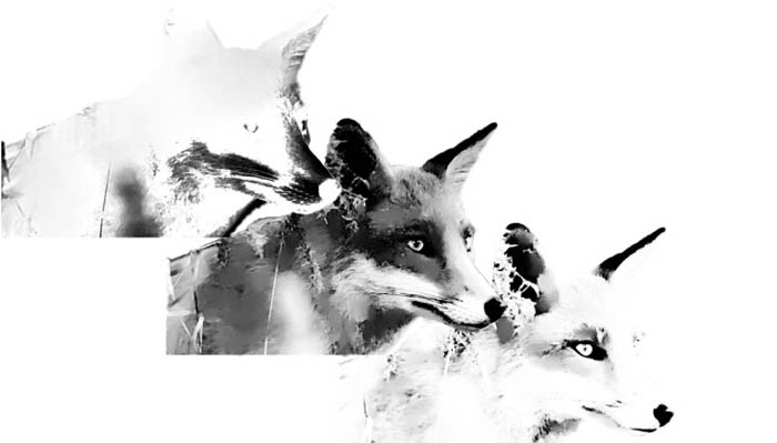 Photoshop制作精美的水彩狐狸头像
