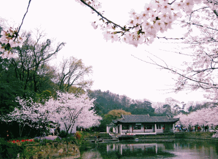 Photoshop教大家快速制作花瓣飘落动画效果