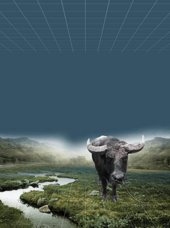 Photoshop制作雨中野外孤独行走的一头牛海报