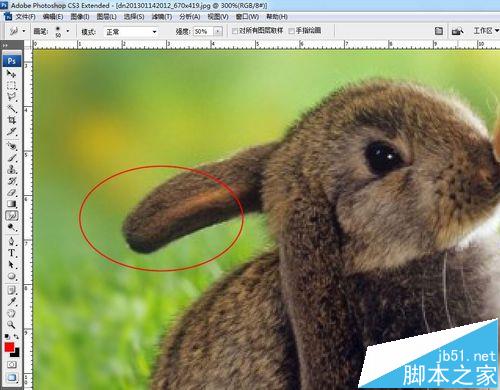 PS中模糊工具该怎么使用？ ps模糊工具的使用实例教程