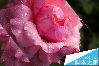 ps怎么自定义旋转图片？ ps旋转图片的教程
