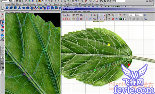 maya制作超真实的绿树叶