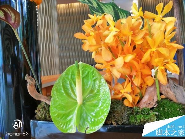 荣耀8X和小米8 SE哪一款更好?荣耀8X和小米