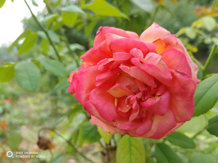 努比亚Z18和坚果R1哪个拍照好 努比亚Z18和坚