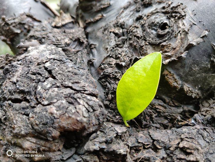 努比亚Z18和坚果R1哪个拍照好 努比亚Z18和坚