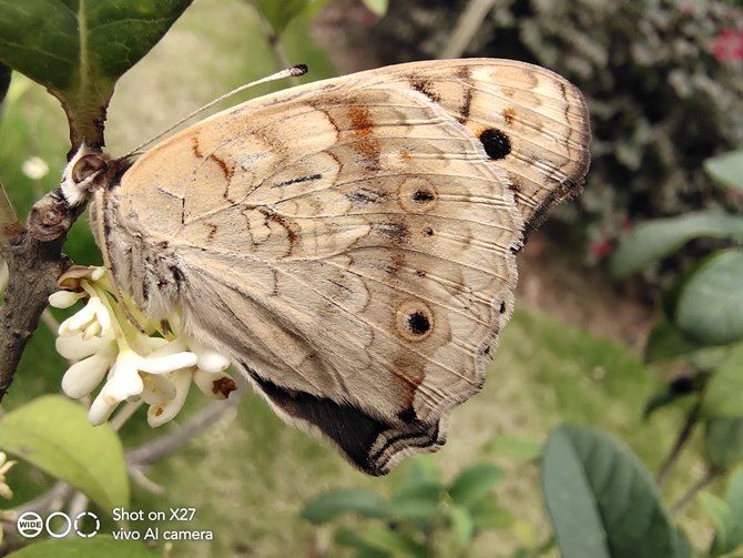 vivo X27配置怎么样 4800万广角夜景三摄vivo