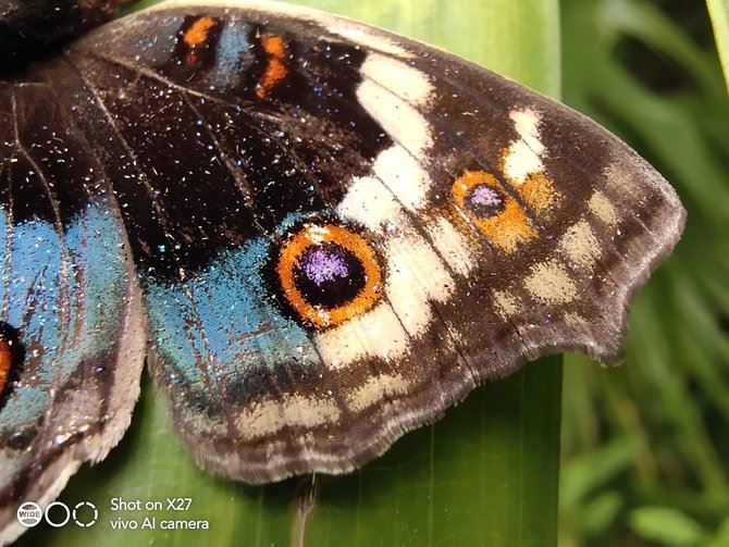 vivo X27配置怎么样 4800万广角夜景三摄vivo