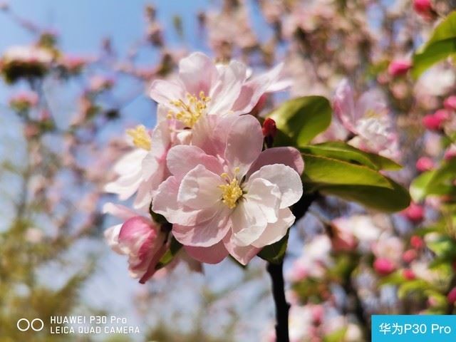 华为P30 Pro和iphone XS Max外观、拍照、系