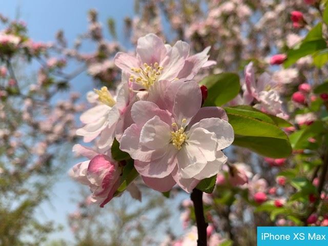 华为P30 Pro和iphone XS Max外观、拍照、系