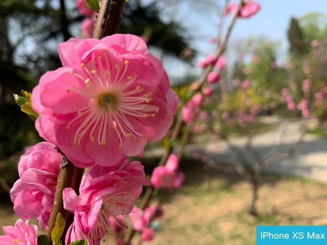 华为P30 Pro和iphone XS Max外观、拍照、系