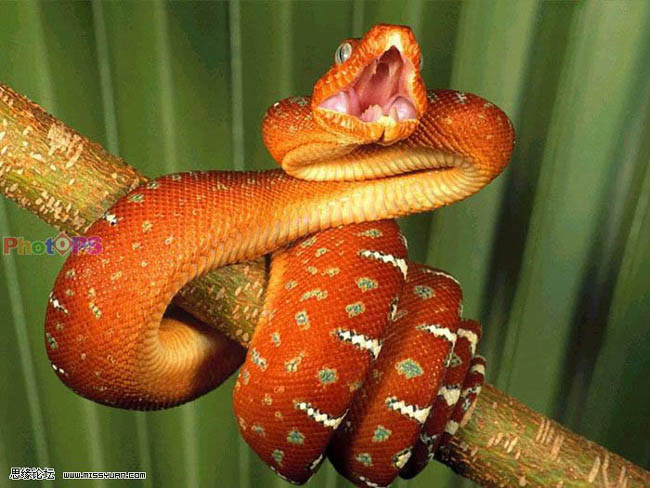 photoshop制作蛇蝎美女